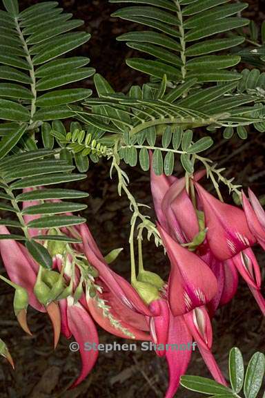 clianthus puniceus 5 graphic